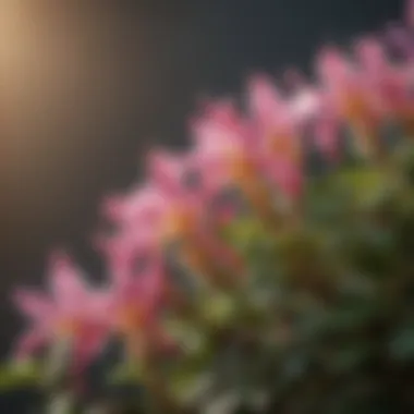 Close-up of honeysuckle flowers in full bloom