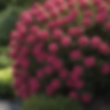 Vibrant Spring Shrubs in Bloom Vibrant spring shrubs in bloom showcasing a variety of colors and textures