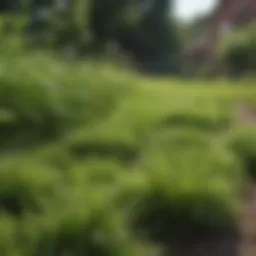 A lush green lawn with visible weeds