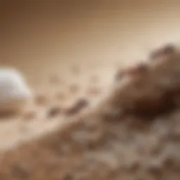 Close-up of various ant species exploring sugar granules