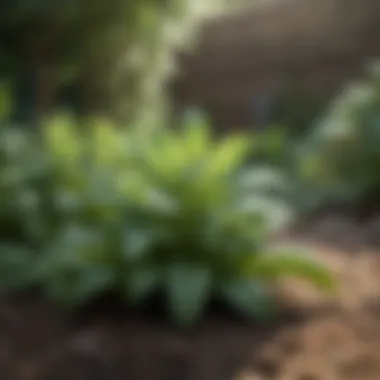 Peppermint plants growing in a garden bed
