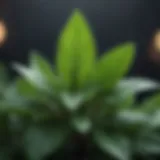Close-up of peppermint leaves with dew