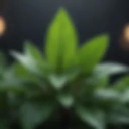 Close-up of peppermint leaves with dew