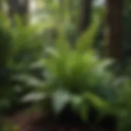 Lush variety of fern plants in a vibrant garden setting