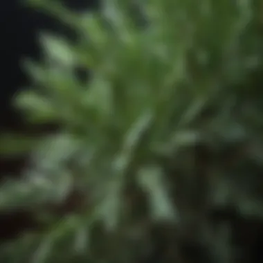 Close-up of rosemary leaves showcasing their texture