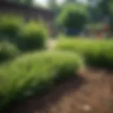 Vibrant green grass seed varieties displayed in a garden center