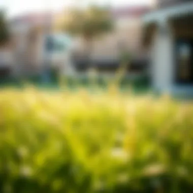 Drought-resistant grasses thriving in Southern California sun