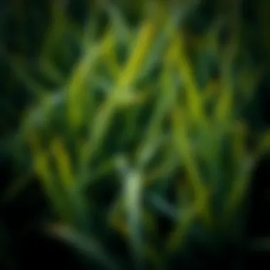 Close-up of grass blades with varying textures and colors