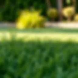 Lush Southern California lawn showcasing different grass types