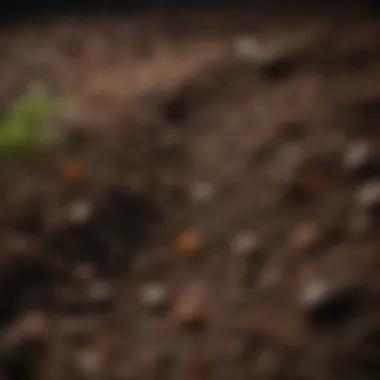 A close-up of nutrient-rich soil produced from composting.