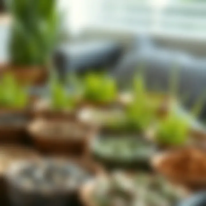 Variety of grass seed types in small containers