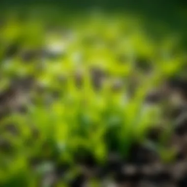 Vibrant green grass emerging from rich soil