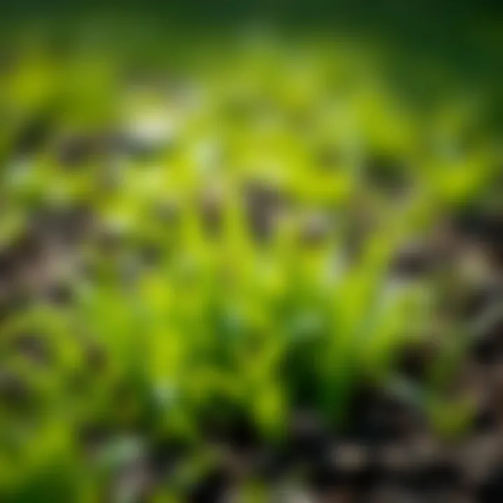 Vibrant green grass emerging from rich soil