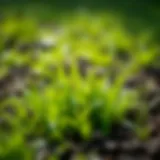 New Grass Growth Vibrant green grass emerging from rich soil