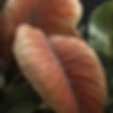 Close-Up of Colossal Elephant Ear Bulbs A close-up view of colossal elephant ear bulbs showcasing their unique texture and size.
