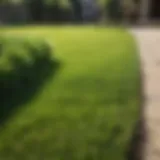 Lush green lawn after overseeding