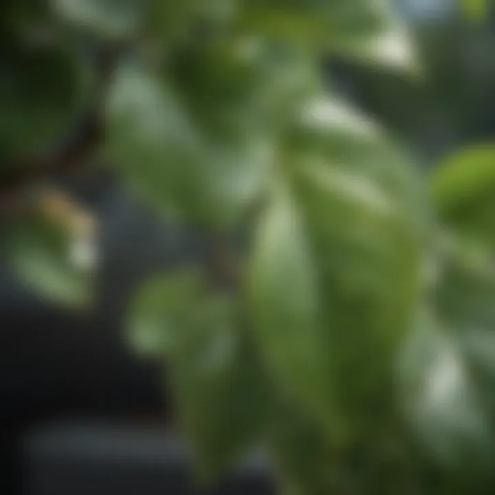 Close-up of lemon tree leaves with water droplets