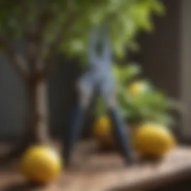 Pruning shears beside a young lemon tree