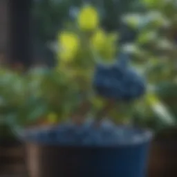 Lush container grown blueberry bush