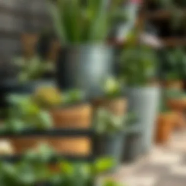 An overview of different materials used in container gardening including wood, metal, and plastic