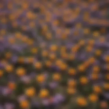 Diverse Colors of Crocus Flowers Crocus flowers in various colors