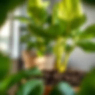 Diagram illustrating soil pH levels and their effects on plant health