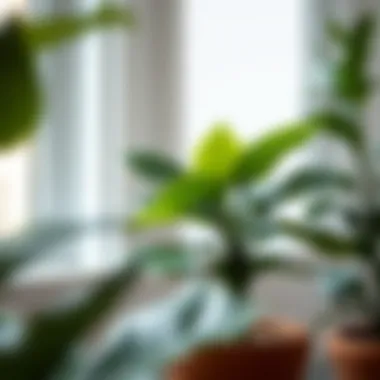 A vibrant fiddle leaf fig in an aesthetically pleasing pot