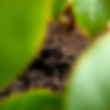 Well-drained soil sample, showcasing ideal texture for fiddle leaf figs