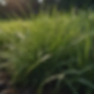 Close-up of healthy grass blades