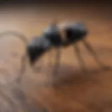 Close-up of carpenter ant on wood