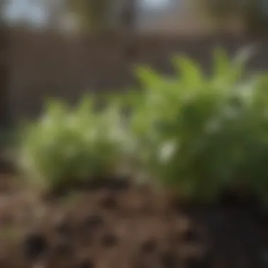 Herbs That Flourish in San Diego's Soil Fresh herbs growing alongside vegetables