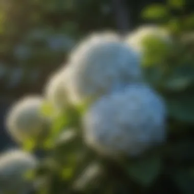 Hydrangeas in Filtered Sunlight Hydrangeas enjoying filtered sunlight in a lush garden.
