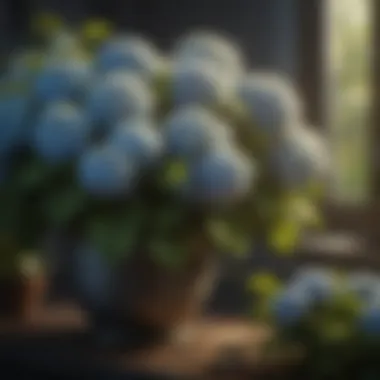 Seasonal care for hydrangeas with pruning and mulching.