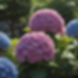 Vibrant hydrangea blooms in a garden during summer.