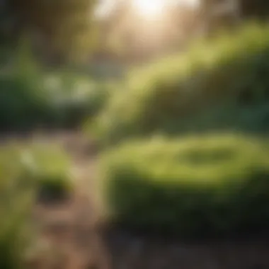Ecological Insights on Grass Feed Usage Ecological benefits of using grass feeds in gardening