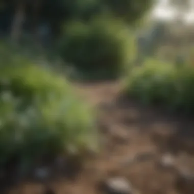 Landscape fabric laid out in a vegetable garden