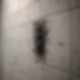 Close-up of black mold on bathroom tiles