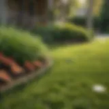 Healthy lawn free from stickers