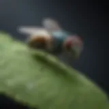 Close-up of a small fly resting on a leaf