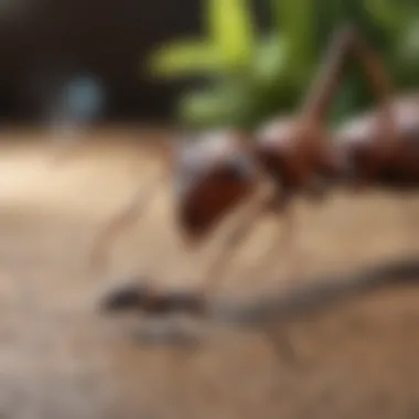 Various ant species identified in the kitchen