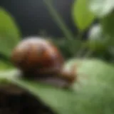 Close-up view of a garden snail on a leaf