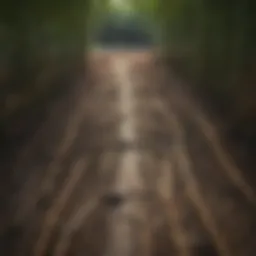 Aerial view of bamboo grove highlighting root system