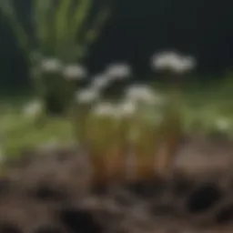 Close-up of dandelion roots showing their resilience