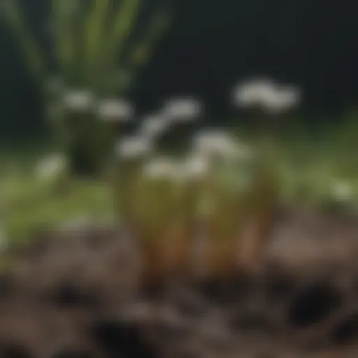 Close-up of dandelion roots showing their resilience