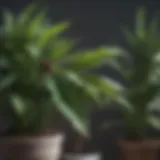 Close-up of a healthy houseplant with signs of pest damage