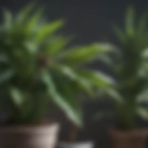 Close-up of a healthy houseplant with signs of pest damage