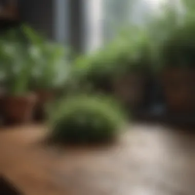 Herbs Known for Fly Deterrence Natural herbs that repel flies