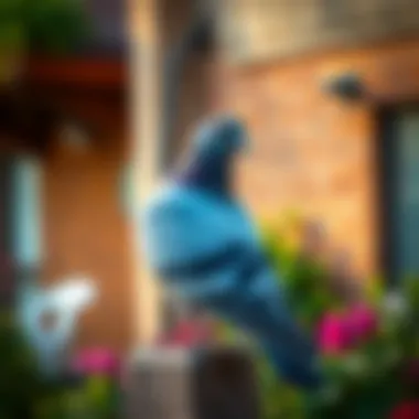 Notable Effective Strategies to Deter Pigeons from Your Space Notable Effective Strategies to Deter Pigeons from Your Space