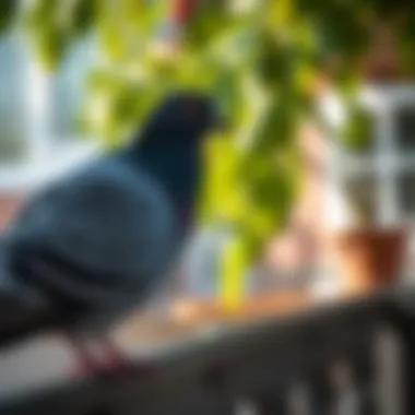 Effective Strategies to Deter Pigeons from Your Space Summary Effective Strategies to Deter Pigeons from Your Space Summary