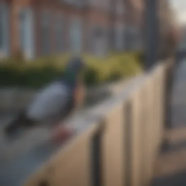 Close-up of a physical barrier designed to keep pigeons at bay.